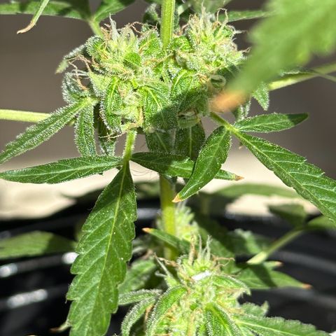 ANESIA II growlog timeline photo