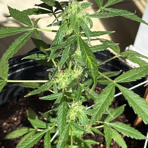 ANESIA II growlog timeline photo