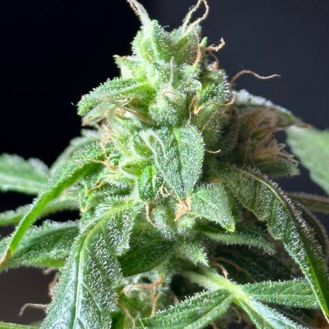 ANESIA II growlog timeline photo
