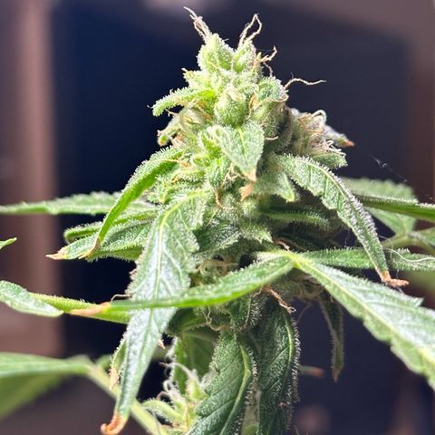ANESIA II growlog timeline photo