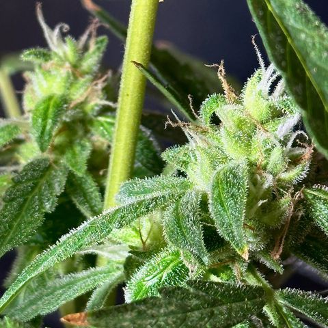 ANESIA II growlog timeline photo