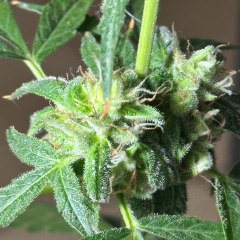 ANESIA II growlog timeline photo