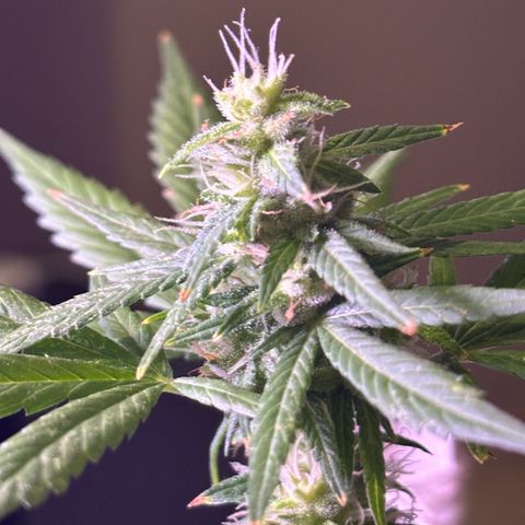 ANESIA lll growlog timeline photo
