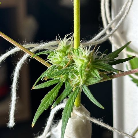 ANESIA lll growlog timeline photo