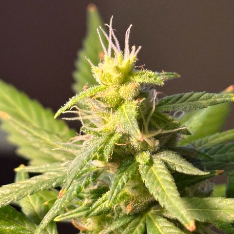 ANESIA lll growlog timeline photo