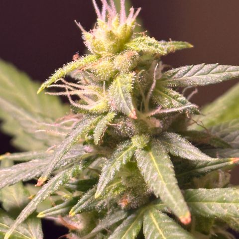 ANESIA lll growlog timeline photo