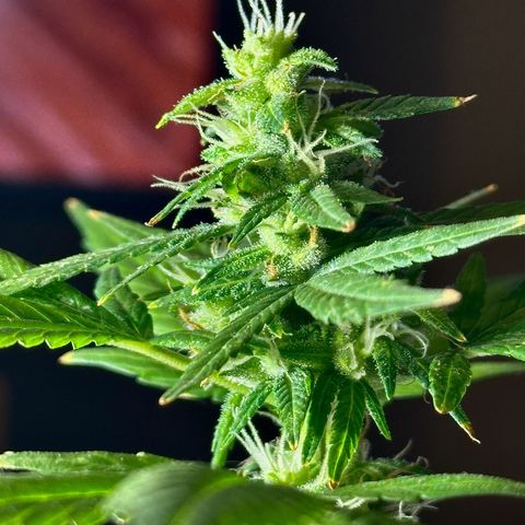 ANESIA lll growlog timeline photo