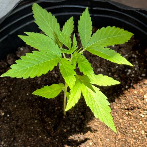 Gorilla Glue growlog timeline photo