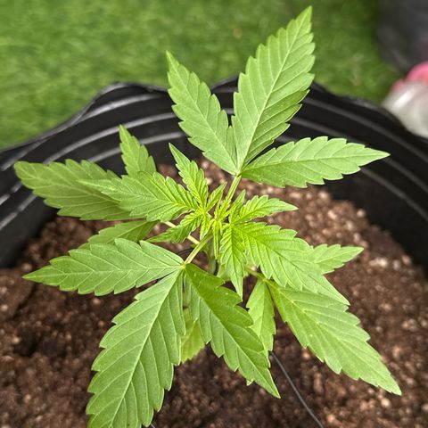 Gorilla Glue growlog timeline photo