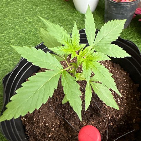 Gorilla Glue growlog timeline photo