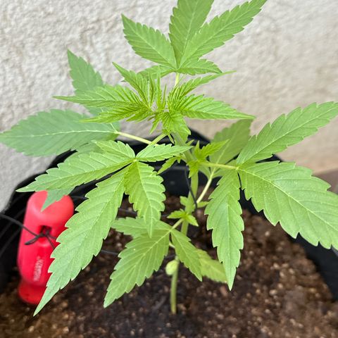 Gorilla Glue growlog timeline photo