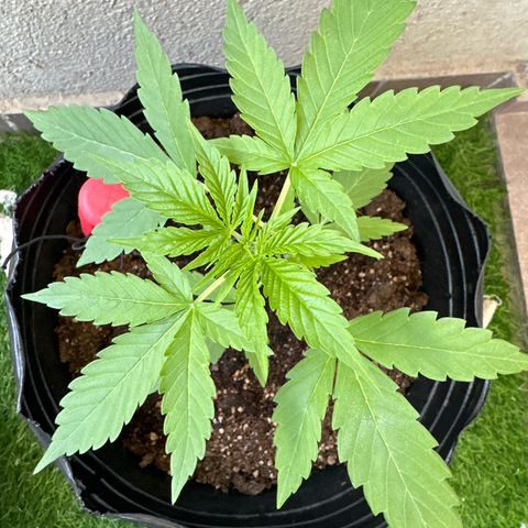 Gorilla Glue growlog timeline photo