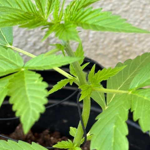 Gorilla Glue growlog timeline photo