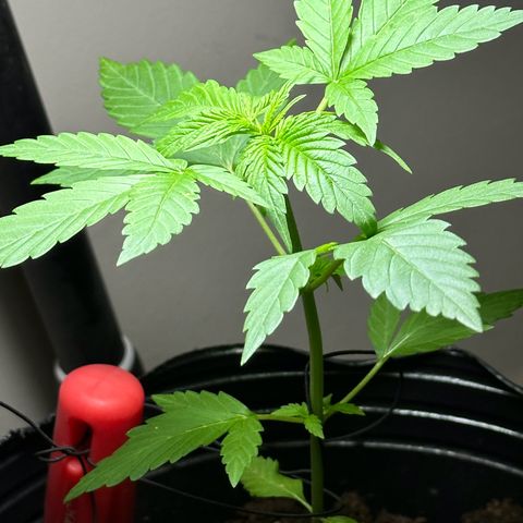 Gorilla Glue growlog timeline photo