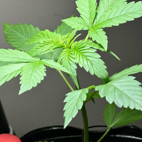Gorilla Glue growlog timeline photo