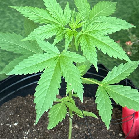 Gorilla Glue growlog timeline photo
