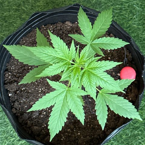 Gorilla Glue growlog timeline photo
