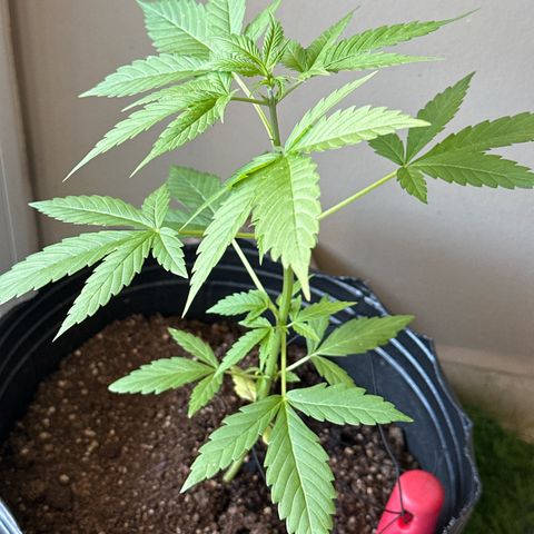 Gorilla Glue growlog timeline photo