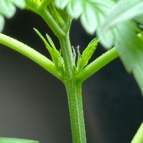 Gorilla Glue growlog timeline photo