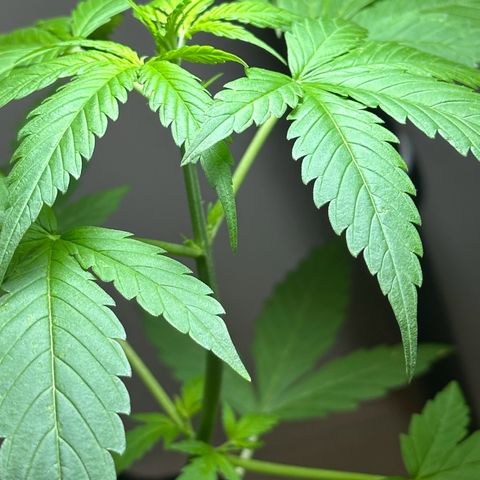 Gorilla Glue growlog timeline photo