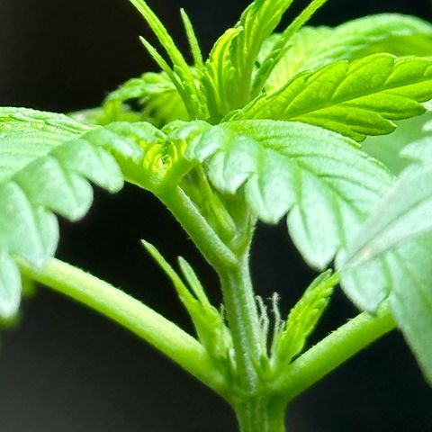Gorilla Glue growlog timeline photo