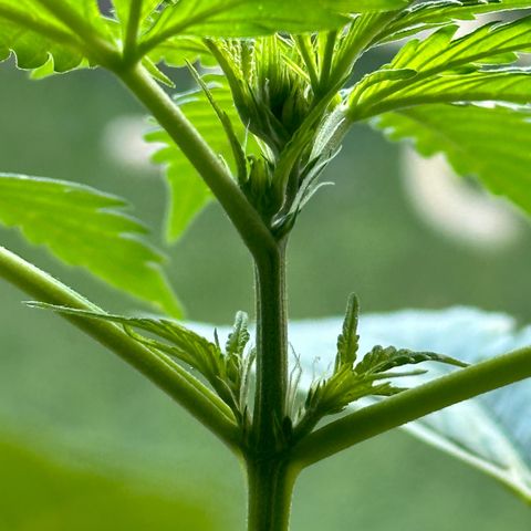 Gorilla Glue growlog timeline photo