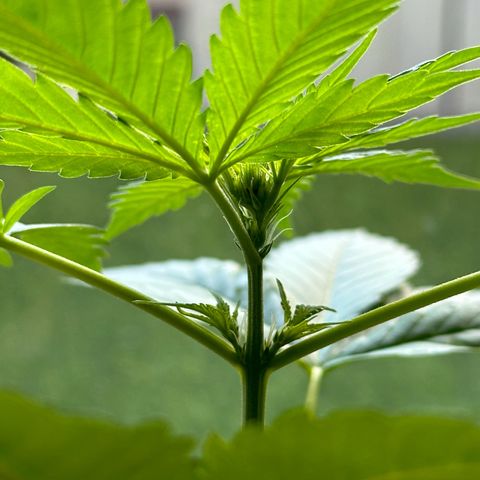 Gorilla Glue growlog timeline photo