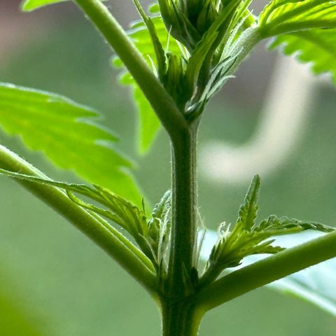 Gorilla Glue growlog timeline photo