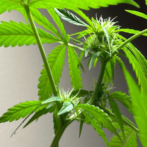 Gorilla Glue growlog timeline photo