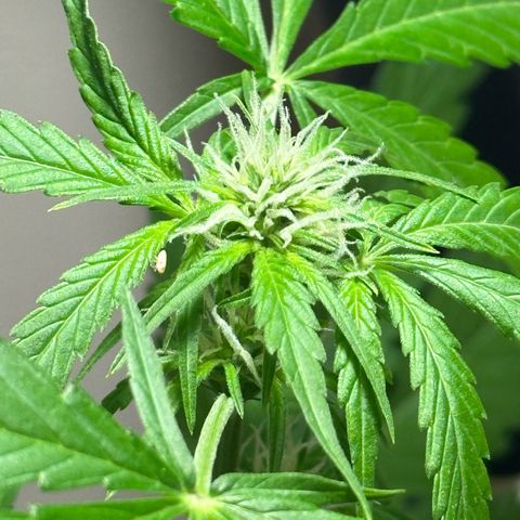Gorilla Glue growlog timeline photo