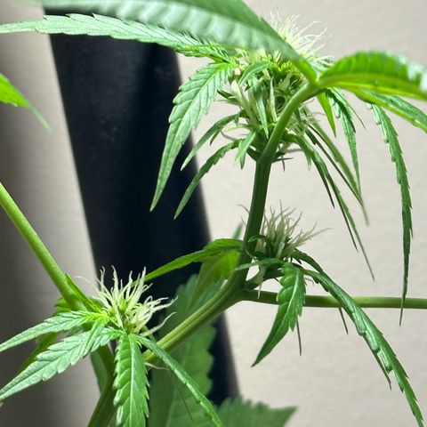 Gorilla Glue growlog timeline photo