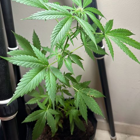 Gorilla Glue growlog timeline photo