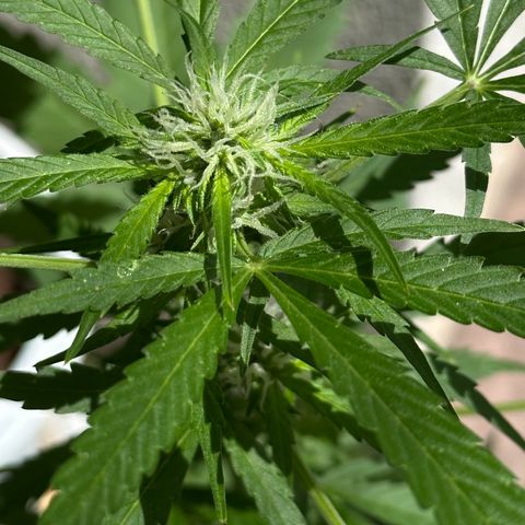 Gorilla Glue growlog timeline photo