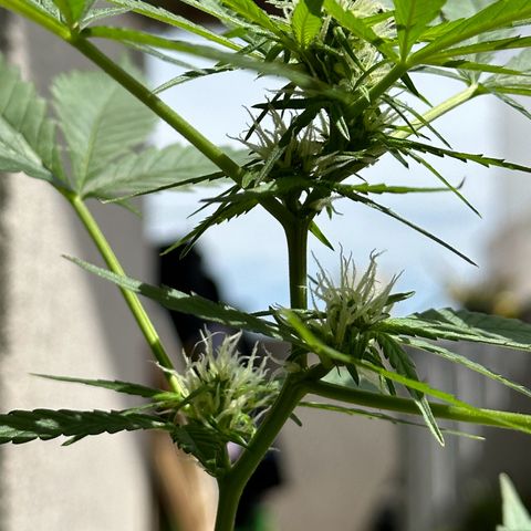 Gorilla Glue growlog timeline photo