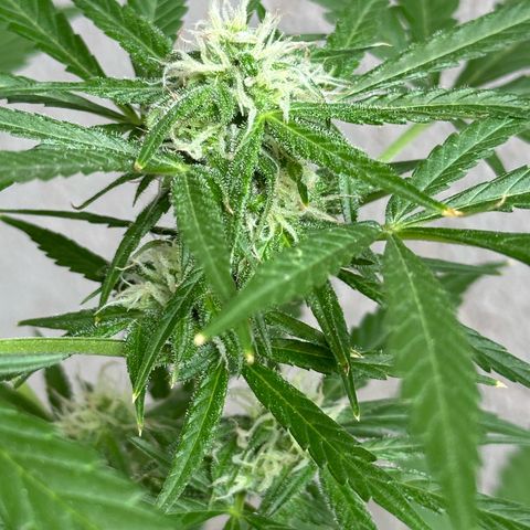 Gorilla Glue growlog timeline photo