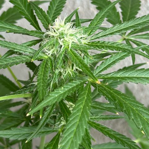 Gorilla Glue growlog timeline photo