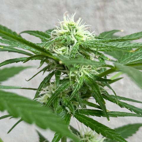 Gorilla Glue growlog timeline photo