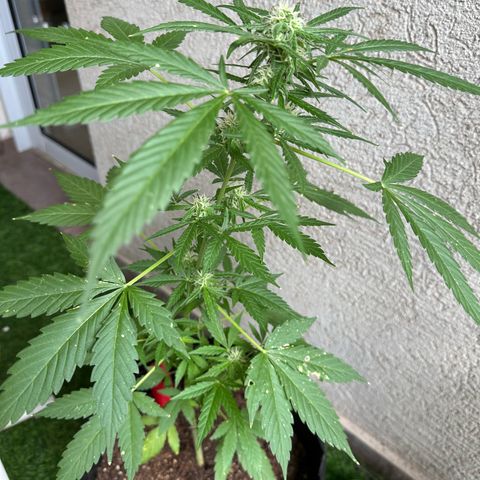 Gorilla Glue growlog timeline photo