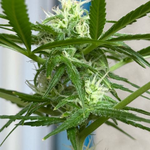 Gorilla Glue growlog timeline photo