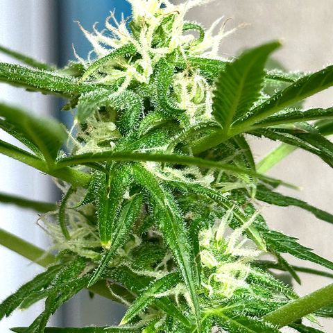 Gorilla Glue growlog timeline photo
