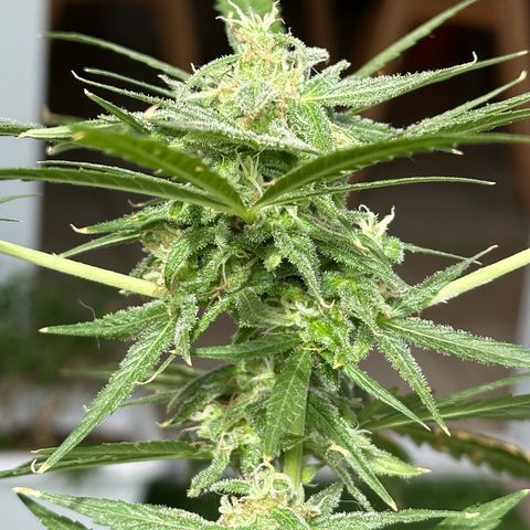 Gorilla Glue growlog timeline photo