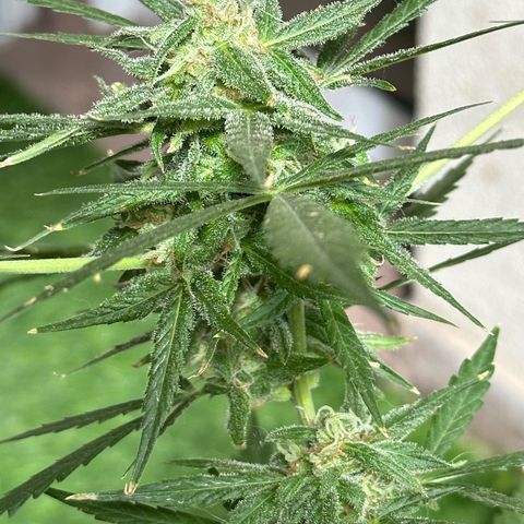 Gorilla Glue growlog timeline photo