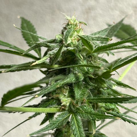 Gorilla Glue growlog timeline photo