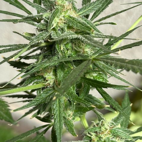 Gorilla Glue growlog timeline photo