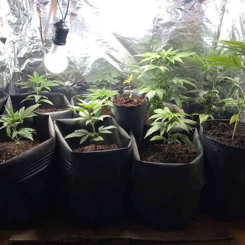 Pepeweed growlog timeline photo