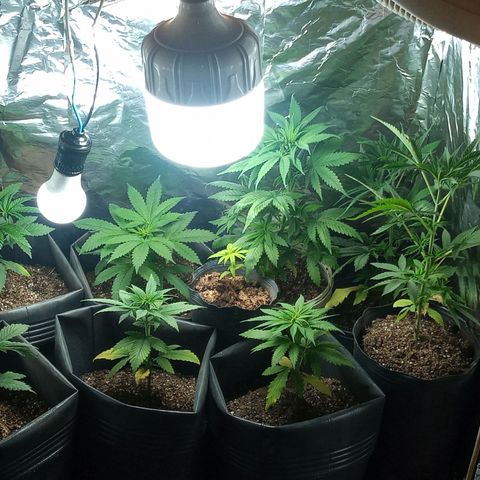 Pepeweed growlog timeline photo
