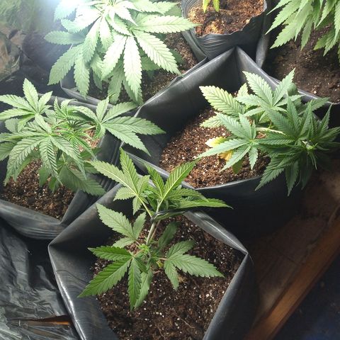 Pepeweed growlog timeline photo