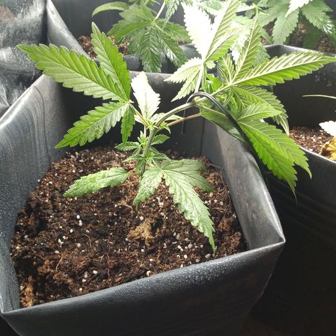 Pepeweed growlog timeline photo