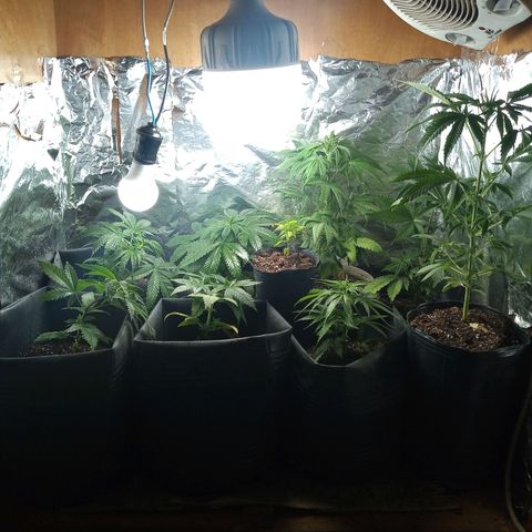 Pepeweed growlog timeline photo