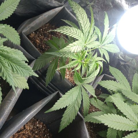 Pepeweed growlog timeline photo